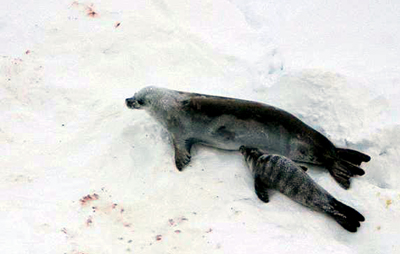 Crabeater Seal and Pup